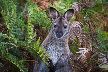 A red-necked wallaby (or Bennett's wallaby, Macropus rufogriseus) among bracken ferns in Narawntapu National Park, Tasmania. - obrazy, fototapety, plakaty