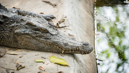 crocodile in farm of thailand