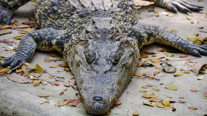 crocodile in farm of thailand