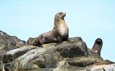A fur seal (Arctocephalus sp.) sits on the rocks in the sunlight on Bruny Island, Tasmania.