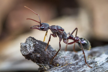 An inchman ant (Myrmecia forficata), a species of bull ant, standing guard near its colony on Bruny Island, Tasmania.