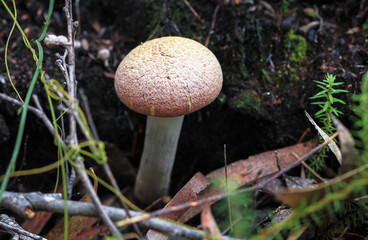 A rhubarb bolete (Boletellus obscurecoccineus) on Bruny Island, Tasmania.