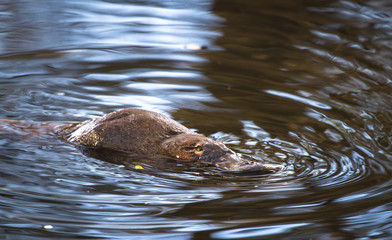 A duck-billed platypus (Ornithorhynchus anatinus) swims in the Tyenna River in Mt. Field National...