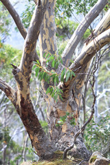 A snow gum (Eucalyptus pauciflora) in Mt. Field National Park, Tasmania.
