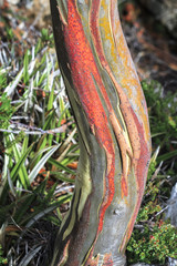 Vibrant colors are produced as the bark of a gum tree (Eucalyptus sp.) dies and peels away. Tasmania, Australia.