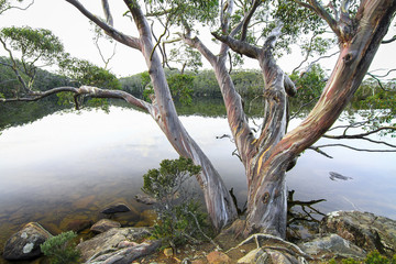 A gum tree (Eucalyptus sp.) hanging over Lake Dobson in the Mt. Field National Park, Tasmania.