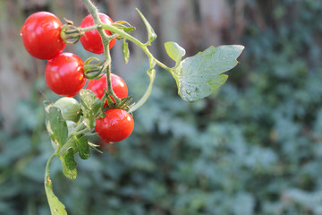 Fototapeta premium Fresh from the Garden Cherry Tomatoes on the vine over blurred natural garden background