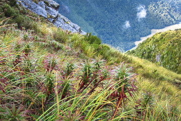 A group of spreading grass tree (aka pineapple shrub, Dracophyllum menziesii) on a mountain slope in New Zealand.