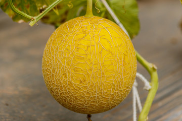 Yellow Cantaloupe melon growing in a greenhouse.