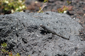 lagarto de volcan
