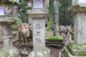奈良の鹿