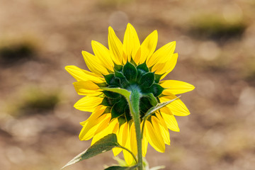 close up sunflowers back view and blur background