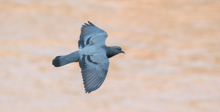 flying pigeon bird