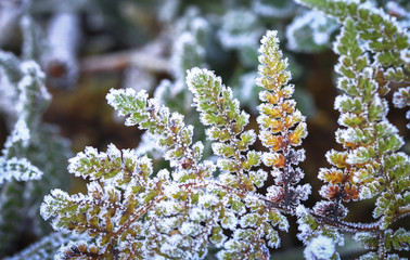 Ice crystals on a leaf in New Zealand.