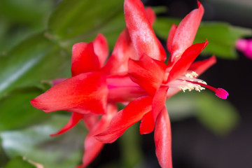 Christmas Cactus bloom