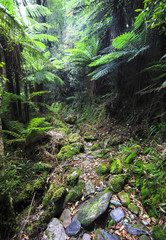 Fototapeta premium A trail leads through dense temperate rainforest on New Zealand's south island.