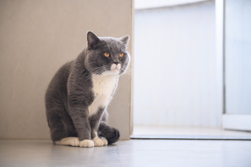 Naklejka premium Grey cat, shot indoors