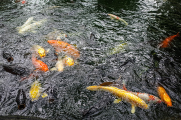 池の鯉