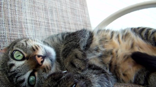 Gatinha mimosa deitada na cadeira se lambendo
