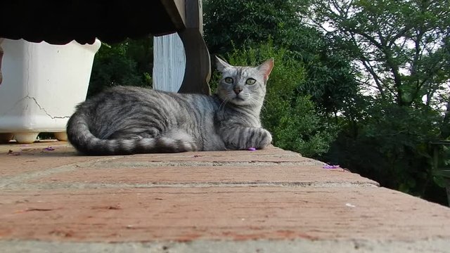 Gato deitado no jardim, atento aos movimentos