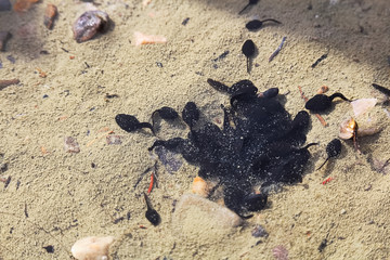 A school of tadpoles grouping in shallow water