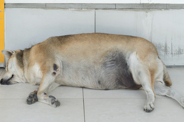 A poor fat stray dog sleeping on the ground