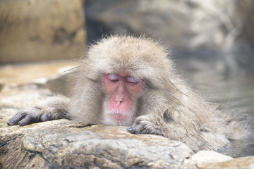 Monkeys wash hot springs