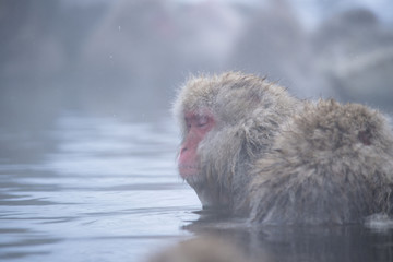 Obraz premium Monkeys wash hot springs