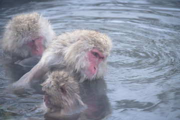 Fototapeta premium Monkeys wash hot springs
