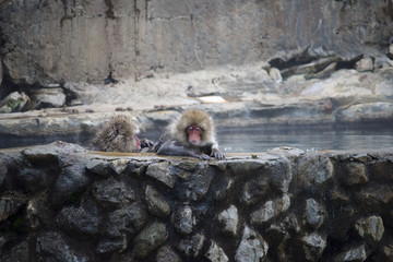 Monkeys wash hot springs