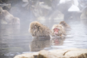 Fototapeta premium Monkeys wash hot springs