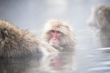 Monkeys wash hot springs