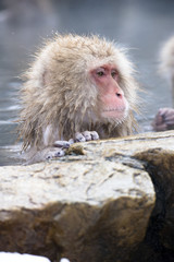 Monkeys wash hot springs