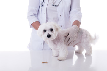 Obraz premium veterinarian examining a cute maltese dog in medical table, isolated