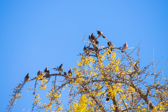 Pigeons sitting on a tree branch