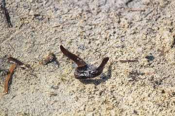 A leech swimming in sandy shallow water