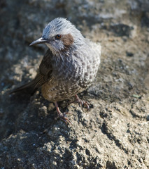 bird