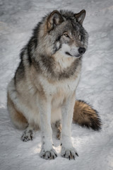 Grey Wolf - Canis Lupus - Sitting In The Snow