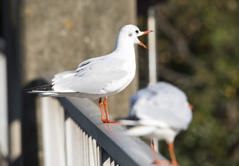 bird