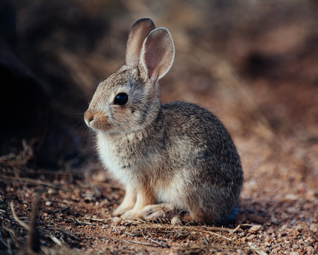 Young Cottontail Rabbit in Southern Arizona Desert, Cochise County
