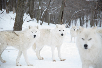 Artic Wolf Pack © Bigbambi.ca