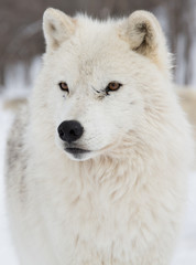 Obraz na płótnie Canvas Artic Wolf portrait shot