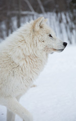 Artic Wolf side profile