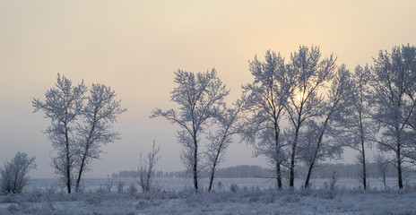 sunlight, freezing fog and ice-covered trees