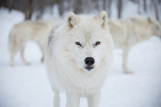Artic Wolf stares into camera.
