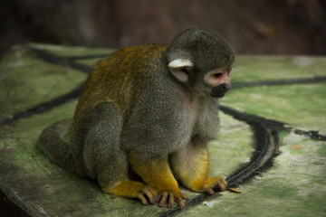 Mono Titi