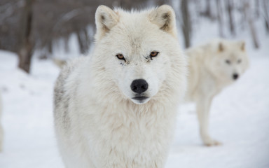 Two Artic Wolves look at camera