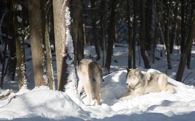 Wolves relaxing in sun - winter day