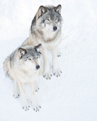 Wolves sitting in snow