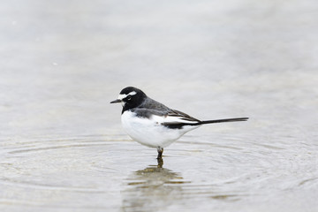 セグロセキレイ(Japanese Wagtail)
